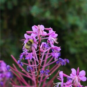 Meet your Posher, Laurel